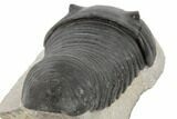 Bargain, Inflated Wenndorfia Trilobite - Composite Head #190160-4